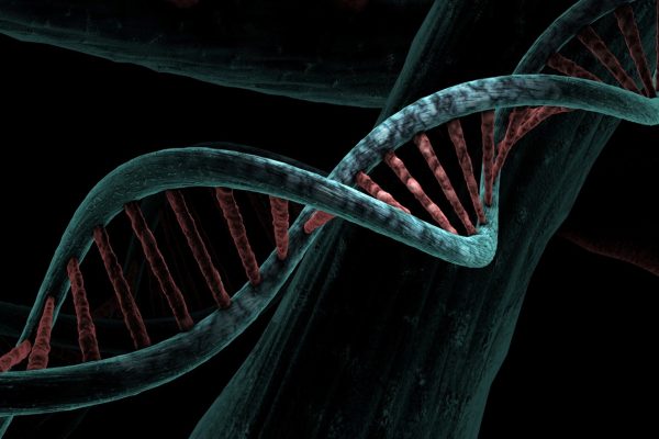 mirerek8-dna-6517209_1920